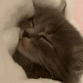 ☺️ 513ab2c4 кот, милый, спящий, котёнок, животное, питомец telegram sticker