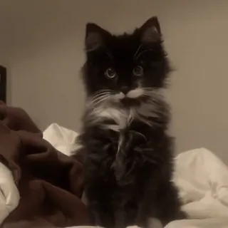 😮 68419f63 кот, котенок, милый, домашнее животное, животное, кот смокинг telegram sticker