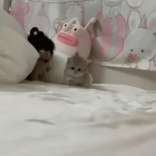 😑 6ceb7e19 котенок, кот, милый, животное, мягкая игрушка, домашнее животное telegram sticker