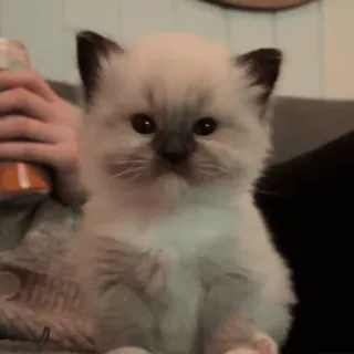 @WeForGold 👈 telegram stickers