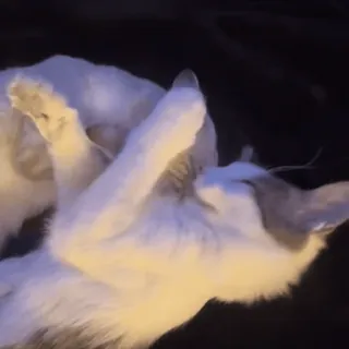 😛 77102626 кот, животное, питомец, белый кот, домашнее животное, милый, игривый telegram sticker