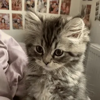 😐 95430110 котёнок, кошка, милый, животное, питомец, пушистый telegram sticker