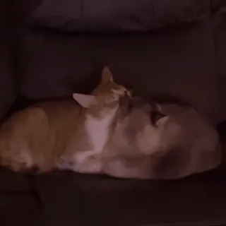 😋 abe2d550 кошки, животные, питомцы, спящий, обниматься telegram sticker