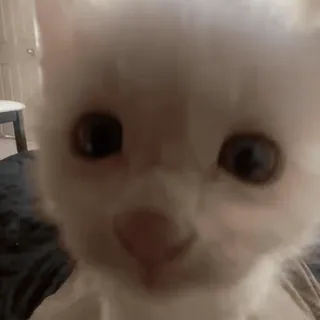 🐽 b1914d6b кот, белый кот, котёнок, домашнее животное, животное, милый telegram sticker