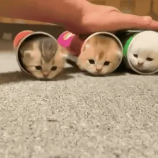 🫥 b8905142 кошки, котята, животные, милые, очаровательные telegram sticker