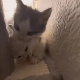 👹 da02b997 котёнок, кошки, животные, милый, питомцы, играет telegram sticker