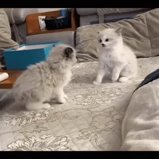 👊 dffcdbd4 котёнок, кот, милый, питомец, животное, кровать, пушистый telegram sticker