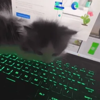 ⌨️ f1e984f4 кот, котенок, ноутбук, клавиатура, зеленый, компьютер telegram sticker