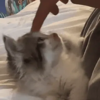 🙀 f2687f3f собака, питомец, щенок, животное, милый, палец, в помещении telegram sticker