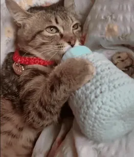 котэ — @stckrRobot whatsapp stickers