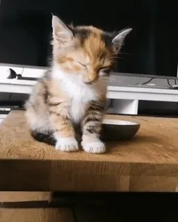 🐈 13331e0b mèo, mèo con, động vật, dễ thương, thú cưng, nhà whatsapp sticker