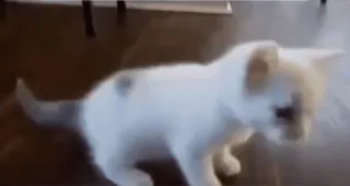 💃 4dc7fd0d mèo, mèo con, động vật, thú cưng whatsapp sticker