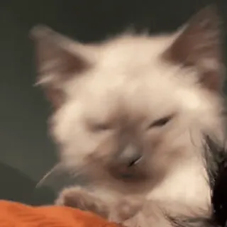 😁 8e5ef231 mèo, mèo con, dễ thương, động vật, thú cưng whatsapp sticker