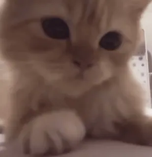 🌟 97a0def6 mèo, mèo con, thú cưng, động vật, dễ thương, nhà whatsapp sticker