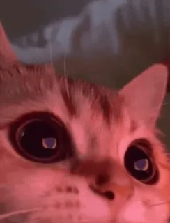 🌟 d928a0e2 mèo, mèo con, mắt, động vật, thú cưng whatsapp sticker