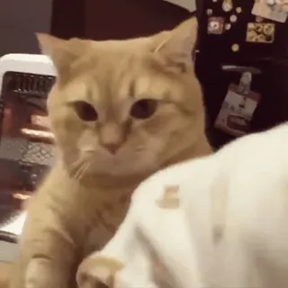 😤 e33b02dd mèo, động vật, thú cưng, dễ thương whatsapp sticker