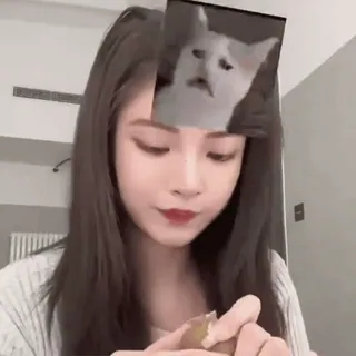 🥭 73bf03b1 phụ nữ, mèo, sticker, hài hước, dễ thương, chân dung telegram sticker