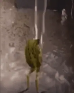 🥳 14518f5b frog, animal, nature, water telegram sticker