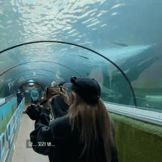 🍵 95a6b75d 와... 꼬리 봐... аквариум, подводный туннель, рыба, наблюдение, путешествия, туризм telegram sticker
