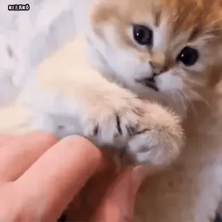 😊 6258cdf5 猫, 小猫, 动物, 宠物, 可爱, 家养, 猫科, 爪子 telegram sticker