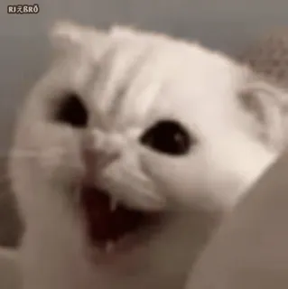 😏 d906528d 猫, 动物, 白猫, 表情包, 愤怒的猫 telegram sticker