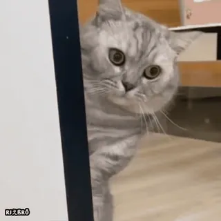 🙄 f8161861 RJええBRO 猫, 动物, 可爱, 宠物, 家畜 telegram sticker