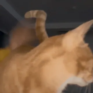 🌼 33220053 gato, naranja, animal, mascota, doméstico telegram sticker