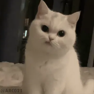😕 06f08854 @ARC021 Katze, weiße Katze, süß, Haustier, Tier telegram sticker