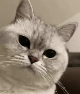 🐾 16b0d97b @xxyuji Katze, Haustier, Tier, süß, Kätzchen, Hauskatze, Katzenartig telegram sticker