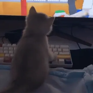 👀 20d59c55 Katze, Tastatur, Tier, Kätzchen, Haustier, Computer telegram sticker