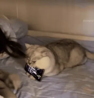 🐾 267f715f Katze, Tier, Haustier, drinnen, Bett telegram sticker