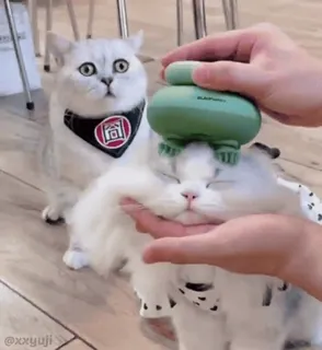 🐾 2ae687a8 Katze, Massage, Haustier, Tier, süß telegram sticker