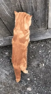 🐱 322cfa49 Katze, Tier, Haustier, orange, häuslich, Katzenartig, süß telegram sticker