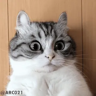 😕 4823ff84 @ARC021 Katze, Haustier, Tier, süß, überrascht, lustig, Meme telegram sticker