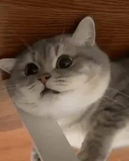 🌟 6dbb1833 Katze, Kätzchen, süß, Tier, Haustier, graue Katze telegram sticker