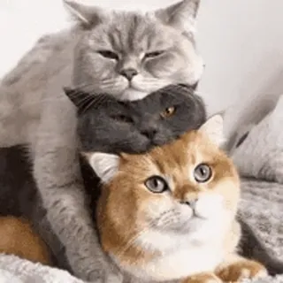 🍡 7319c111 Katzen, Stapel, süß, Tiere, Haustiere, lustig telegram sticker