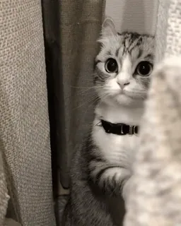 🌟 b14adb55 Katze, Kätzchen, süß, Haustier, Tier, getigert telegram sticker