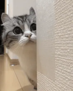 🌟 c3dbde89 Katze, Gucken, Süß, Haustier, Tier, Hauskatze, Katzenartig telegram sticker