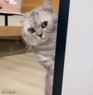 🐾 fa2615db @xxyuji Katze, Gucken, Süß, Tier, Haustier, Graue Katze, Spähen telegram sticker