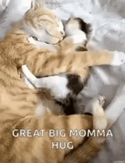 🥺 3dcd5521 GREAT BIG MOMMA HUG chats, câlin, mammifères, chatons, animaux de compagnie, mignon, affectueux whatsapp sticker