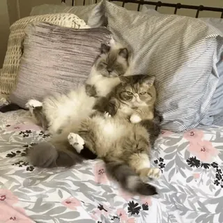 😓 7ca944d2 chats, animaux de compagnie, animaux, chats drôles, chats mignons whatsapp sticker