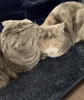 😘 91e9adbf chats, animaux, animaux de compagnie, félin, animaux domestiques, repos, sommeil whatsapp sticker