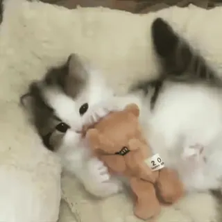 🧸 a1606fb2 chaton, chat, nounours, mignon, animal, joueur whatsapp sticker