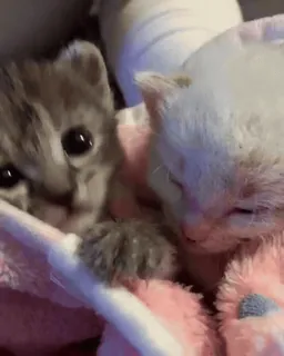 🥱 d151857a chat, chaton, mignon, animal, animal de compagnie, mammifère whatsapp sticker