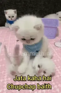 🤯 e80fd838 Jata kaha hai
Chupchap baith chaton, mignon, chats, animaux whatsapp sticker
