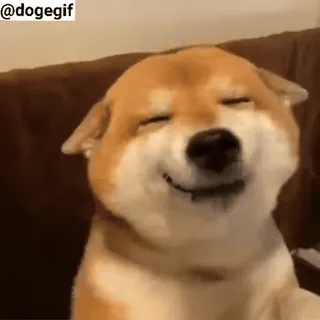 😂 70e75613 Doge @dogegif hond, meme, shiba inu, doge telegram sticker