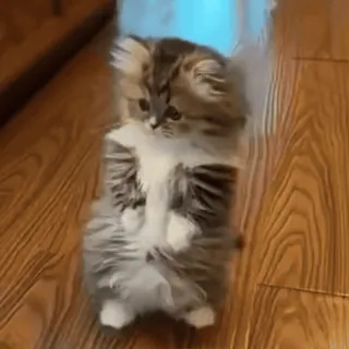 😽 794deda8 кот, котенок, милый, стоящий, пушистый telegram sticker