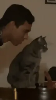 ❤ f34ee225 кот, животное, домашнее животное, домашний, кошачий telegram sticker