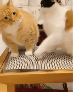 🌟 16e7a0ba koty, zwierzęta, zwierzaki, śmieszne, zwierzęta domowe, koci, kocięta telegram sticker