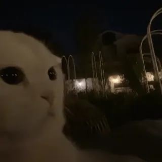 🐾 21b00fd1 kot, zwierzę, słodki, noc, na zewnątrz, zwierzę domowe telegram sticker